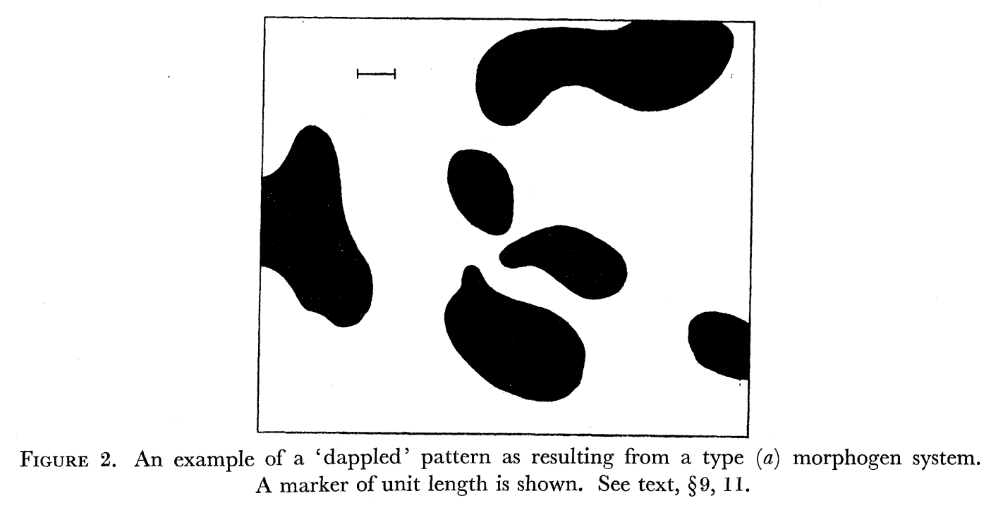 Morphogenesis